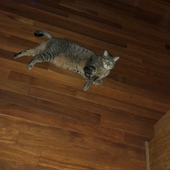 Meet your Posher, Jericho - Picture 1 of 1